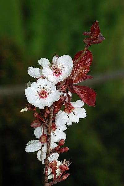 401px-Prunus March 2008-1a